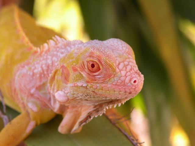 uromastyx for sale oregon