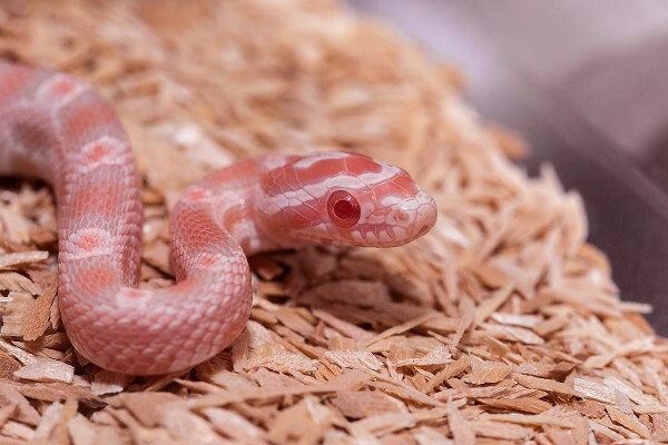 Close-up of an albino corn snake with pale pink and white patterning and red eyes, coiled on wood-chip bedding