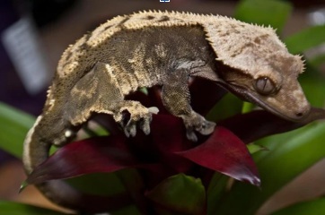 Orange crested gecko with its tail intact resting on a textured tree branch
