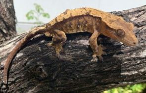 Crested gecko with a cream flame pattern climbing across red bromeliad leaves